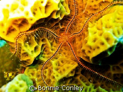 Merry Christmas from the Lone Star State! by Bonnie Conley 